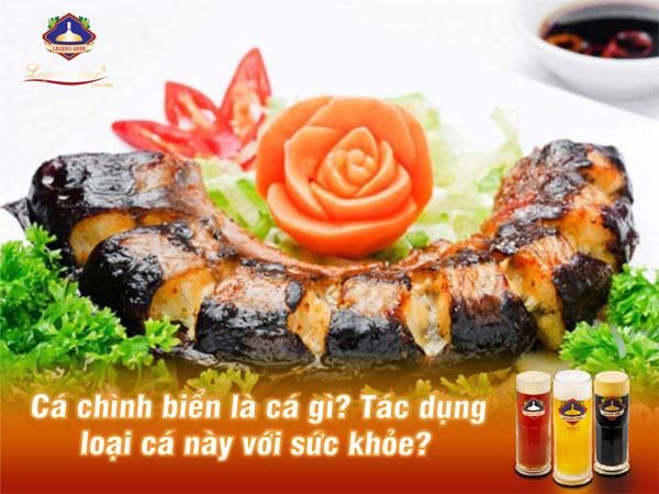 Cá chình biển là cá gì? Tác dụng loại cá này với sức khỏe?